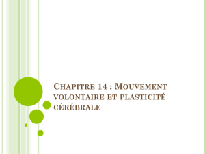 Chapitre 14 : Mouvement volontaire et plasticité cérébrale