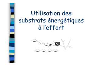 Utilisation des substrats énergétiques à l`effort