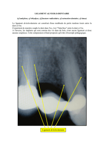 ligament alvolo-dentaire