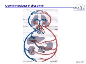 CorFIT: Anatomie cardiaque et circulatoire