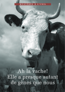 Ah la vache! Elle a presque autant de gènes que nous