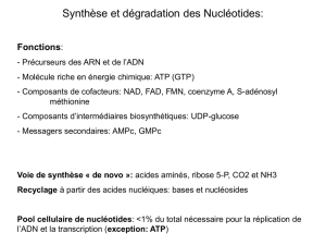 Synthèse et dégradation des Nucléotides