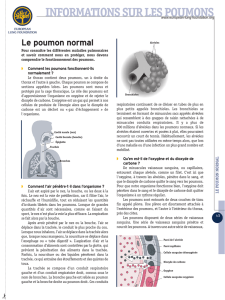 Le poumon normal - European Lung Foundation