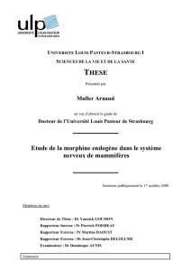 Etude de la morphine endog&egrave;ne dans le syst&egrave;me nerveux de