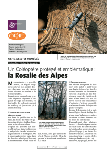 La Rosalie des Alpes / Insectes n° 126