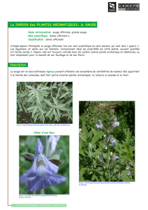 Les plantes aromatiques - La Seyne-sur-Mer