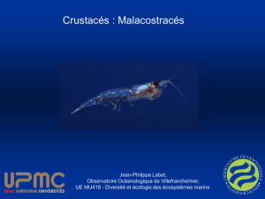 Crustacés : Malacostracés - Site Jean