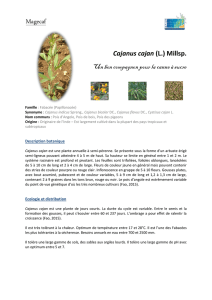 Cajanus cajan en culture de canne à sucre en Guadeloupe