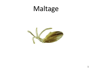 Maltage - brassage amateur