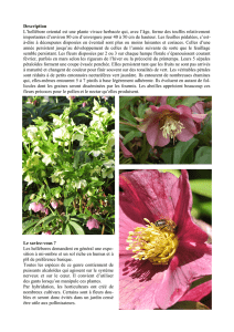 Description L`hellébore oriental est une plante vivace herbacée qui