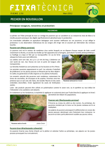 Fiche technique 106_Pecher en Roussillon_ Arboriculture