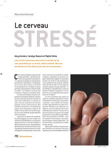 Le cerveau stress&eacute;