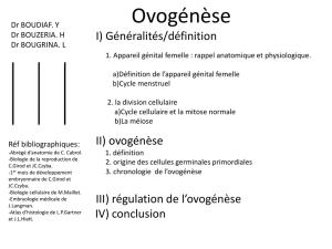 Ovogenèse