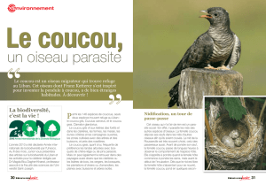 Le coucou, un oiseau parasite - Université Saint