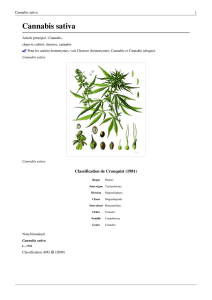 Cannabis sativa_Wiki..
