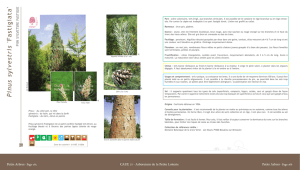 Pinus sylvestris `Fastigiata` - Pin sylvestre fastigié - Arbres