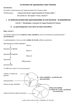 La Régulation De La Fonction Reproductrice Chez L`homme