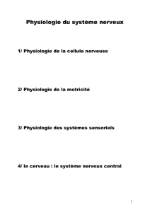 Physiologie du système nerveux