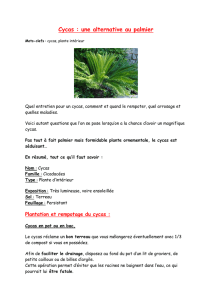 Cycas - Club Botanique du Pflixbourg
