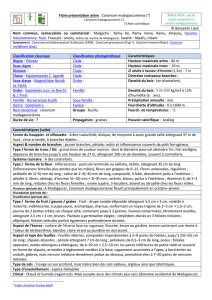 Fiche-presentation-ramy - Documents pour le développement