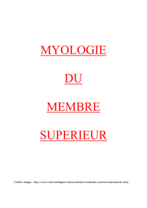 myologie du membre superieur