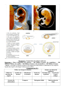 Document 2 : Comparaison de quelques embryons. Remarque s