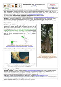 brosimum alicastrum -