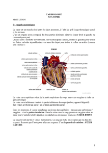 Anatomie Cardiaque - le site de la promo 2006-2009