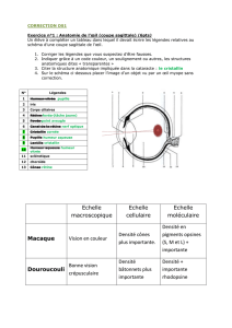 CORRECTION DS1 Exercice n°1 : Anatomie de l`œil (coupe