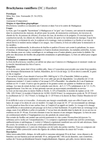 Brachylaena ramiflora (DC.) Humbert Protologue Mém. Soc. Linn
