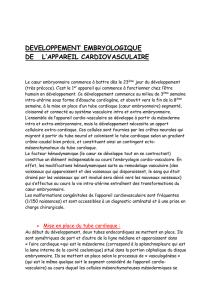 DEVELOPPEMENT EMBRYOLOGIQUE DE L`APPAREIL