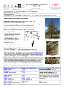 Grevillea robusta - Documents pour le développement durable de l