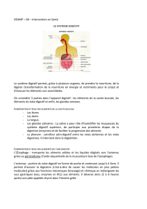 DEAMP – G6 – Intervention en Santé Le système digestif Le
