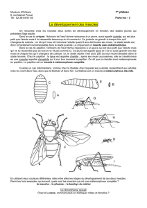 Insecte3 - SVT Académie d`Orléans