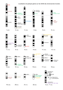 Localisation de quelques gènes sur les 22355 des chromosomes