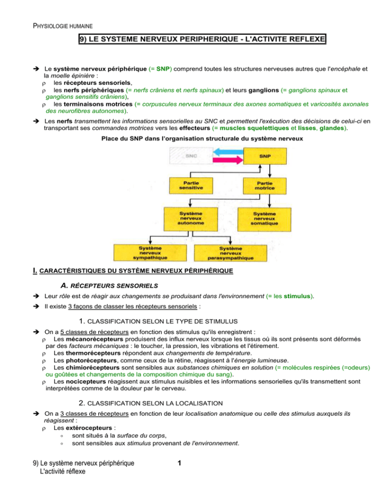 Cours Sur Le Système Nerveux Périphérique