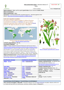 Fiche présentation plante : Nicotiana tabacum (°) Tabac Statut IUCN