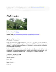 Pin Sylvestre : Reconnaissance des végétaux sur Chadignac : http