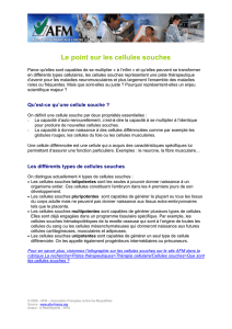 Le point sur les cellules souches