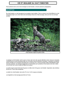 Le chat forestier