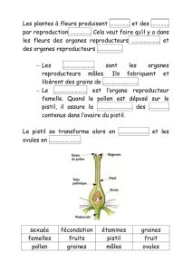 format word - Le petit roi