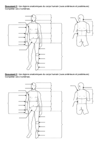 Document 3 : les régions anatomiques du corps humain (vues