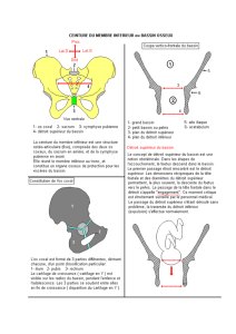 Anatomie du membre inférieur
