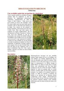 himantoglossum hircinum - SFO Poitou