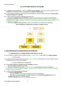 le système nerveux autonome
