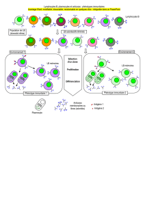 Lymphocytes B, plasmocytes et anticorps : phénotypes immunitaires