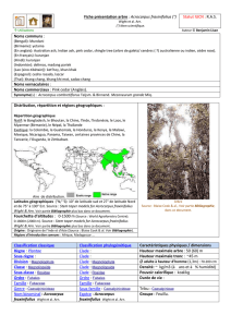 Acrocarpus fraxinifolius
