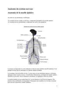 Anatomie du syst&egrave;me nerveux Anatomie de la moelle &eacute;pini&egrave;re Au