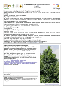 Fiche-presentation-Swietenia-macrophylla