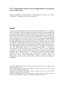 p27kip1 independently promotes neuronal differentiation and